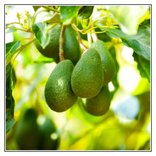 Load image into Gallery viewer, iJuice Avocado