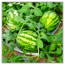 Load image into Gallery viewer, iJuice Watermelon