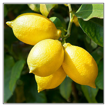 Load image into Gallery viewer, iJuice Lemon
