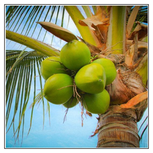 Load image into Gallery viewer, iJuice Coconut