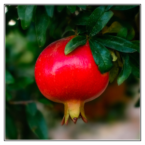 iJuice Pomegranate