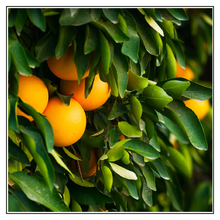 Load image into Gallery viewer, iJuice Grapefruit